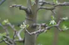 w jakiej temperaturze stosować insektycydy