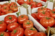 Pomidory czerwone Bronisze