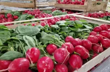 Krajowa rzodkiewka w skrzynkach