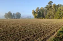 pole las zasiewy wschody