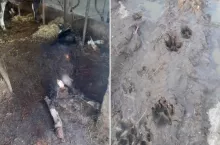 Atak wilków w oborze koło Augustowa. Rozszarpały jałówkę