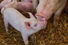 W wielu krajach Unii Europejskiej kurczą się stada trzody chlewnej.