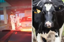 Pryszczyca realnie zagraża polskiemu rolnictwu