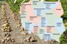 Ziemniaki jadalne wczesne: lista odmian zalecanych 2025