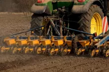 Siew buraka cukrowego