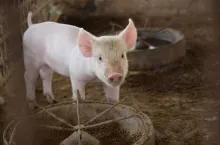 Przedstawiciele Gobarto wyjaśniają, że spółka sukcesywnie zwiększa stada macierzyste