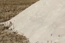 Wapnowanie pól pod kukurydzę: kiedy wykonać zabieg?