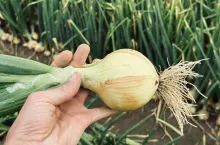 Cebula przed zbiorami