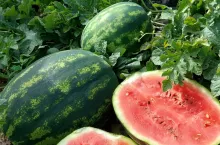 Uprawa arbuzów w Polsce