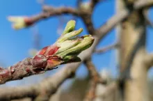 zabiegi miedziowe 2025