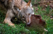 Rolnicy z Podlasia boją się kolejnych ataków. ”Mamy 20 proc. tej populacji”