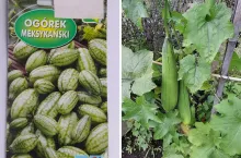 Dynie, ogórki, cukinie, arbuzy. Jak wyprodukować rozsadę? [PORADY]