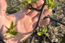 Ligol. Zdjęcie od Czytelnika, pana Radka. Okolice Kazimierza Dolnego