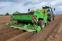Sadzenie ziemniaków: głębokość, rozstaw rzędów, terminy