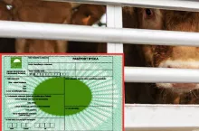 Wrócą paszporty dla bydła? Rolnicy domagają się ochrony