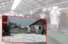 Dopłaty do cieląt i zakaz przemieszczania bydła w Polsce. Rolnicy bronią się przed pryszczycą