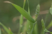Objawy niedoborów siarki na pszenicy