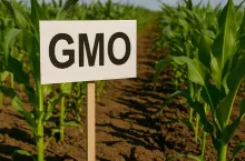 GMO, uprawy NGT