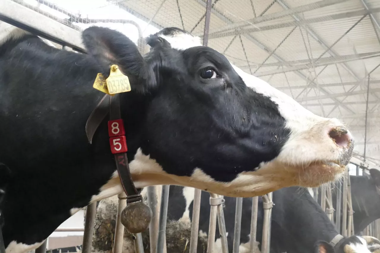 Dodatek czosnku do dawki poprawia zdrowie żwacza, zmniejsza ryzyko infekcji bakteryjnych i pasożytniczych oraz poprawia trawienie paszy, co przekłada się na lepsze przyrosty masy i wydajność mleczną