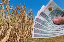 Pomoc suszowa: ruszył nabór wniosków w ARiMR. Jakie terminy i stawki?