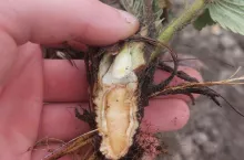 uszkodzenia mrozowe na plantacjach truskawek