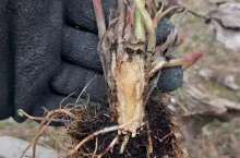 regeneracja uszkodzeń przymrozkowych