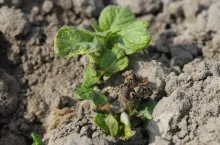 Rośliny po przymrozkach