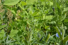 łubin wąskolistny chwasty