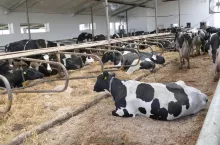 W związku z nowymi ogniskami pryszczycy MRiRW ogranicza przewóz zwierząt.