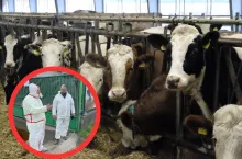 Pryszczyca: ruszają obowiązkowe szkolenia dla hodowców bydła