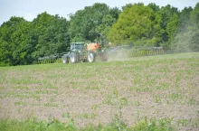 nawożenie kukurydzy