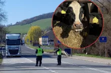 Pryszczyca coraz bliżej Polski. Policja bierze się za ogłoszenia o sprzedaży cieląt
