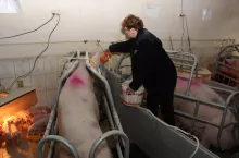 Częstsze karmienie loch w okresie okołoporodowym ułatwia przebieg porodu, zmniejsza śmiertelność prosiąt i zwiększa produkcję mleka