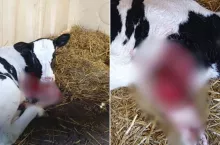 Kolejny atak wilków na zwierzęta gospodarskie na Podlasiu