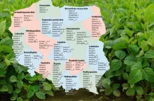 Soja: Lista Odmian Zalecanych na 2025 rok