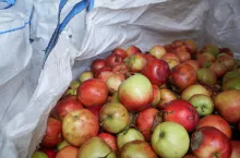 jabłka przemysłowe