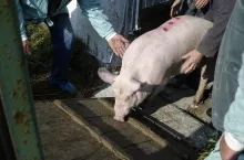 Jak ocenia PZNPŚ, pomimo że zagrożenie pryszczycą istnieje także w innych krajach, to obecnie granice Polski ze Słowacją stanowią główną drogę, przez którą choroba może przeniknąć do naszego kraju.