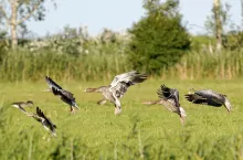 Można? Można - udowodnił to niemiecki rolnik.
