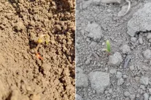 Przymrozki mają istotny wpływ na siewki buraka cukrowego