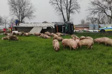 Świnie trzeba było wyłapać, bo stwarzały zagrożenie dla uczestników ruchu drogowego.