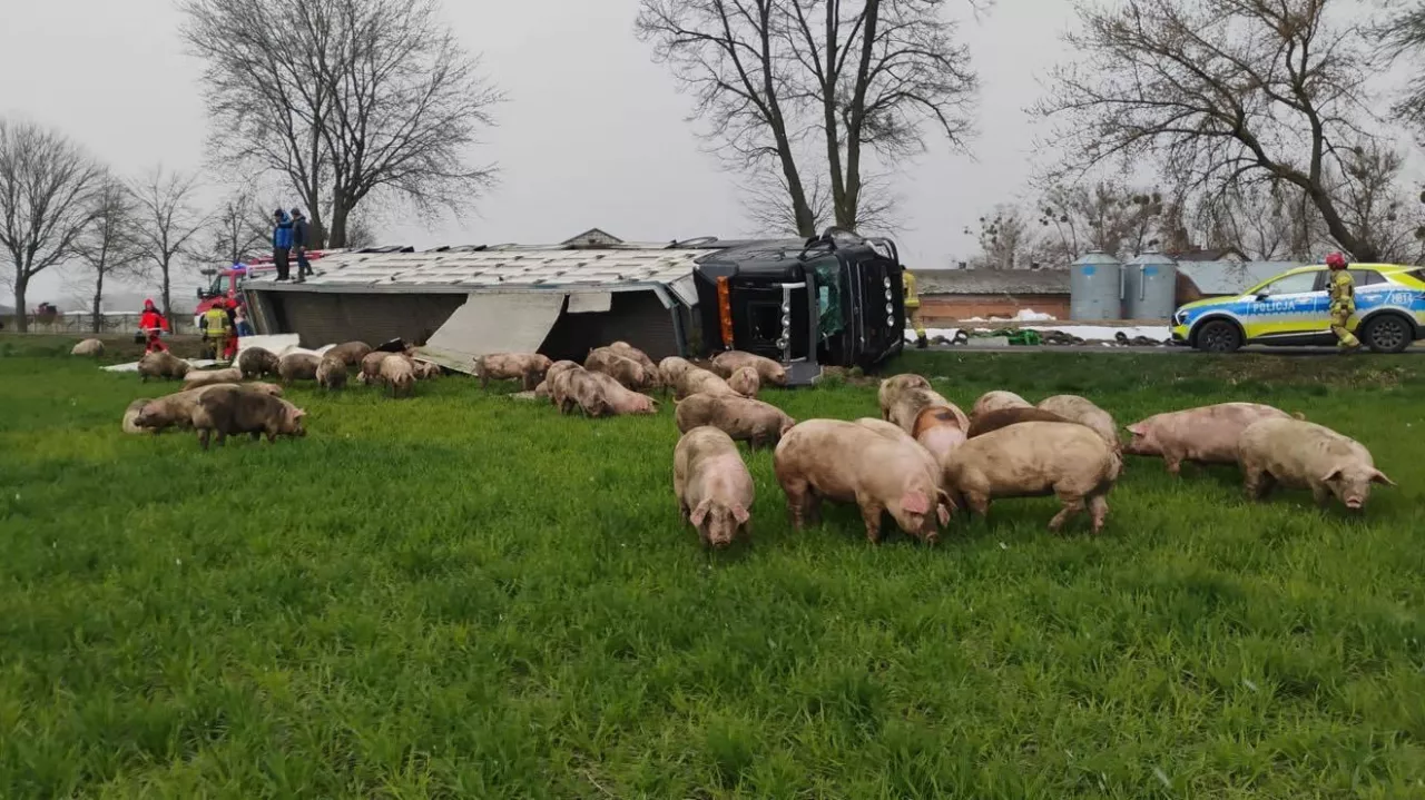 Świnie trzeba było wyłapać, bo stwarzały zagrożenie dla uczestników ruchu drogowego.