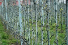 nawożenie grusz żelazem