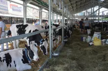 Tegoroczna Wystawa Zwierząt Hodowlanych i Dni z Doradztwem Rolniczym w Szepietowie odbędą się zgodnie z planem, ale nie będzie tam krów, świń, owiec ani kóz.