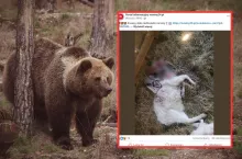 Atak niedźwiedzi na kozy w oborze