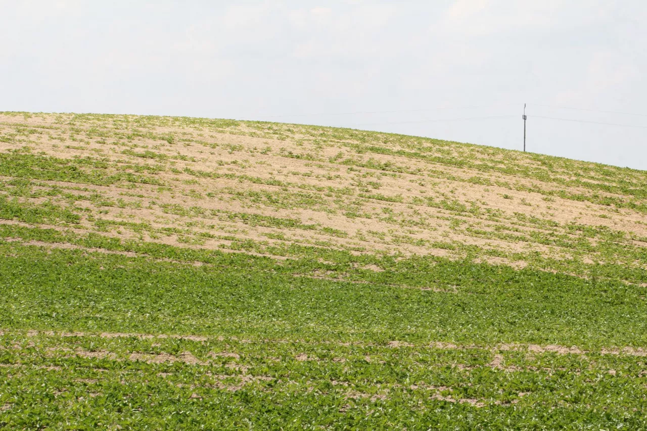 Pole buraków z małą obsada na pagórku