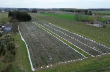 Plantacja truskawek