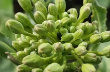 Słodyszek rzepakowy zwarty pąk rzepaku