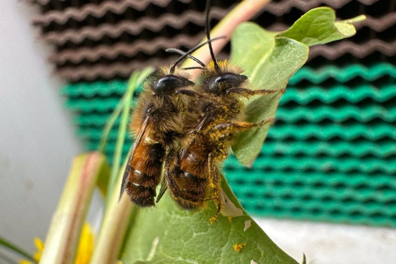 murarka ogrodowa podcast