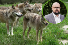 Odstrzał wilków? W UE tak, w Polsce nie. ”Wiceminister pomylił odwagę z odważnikiem”