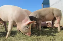 Unijna wieprzowina hodowcy trzody chlewnej mogą nie wytrzymać konkurencji na rynku światowym. Czy samowystarczalność będzie rozwiązaniem?